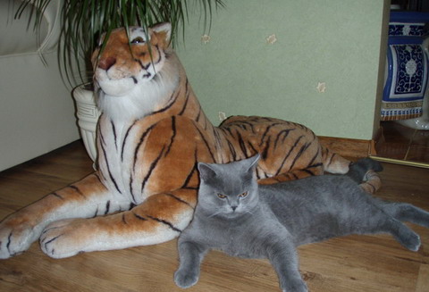 Присоединённое изображение